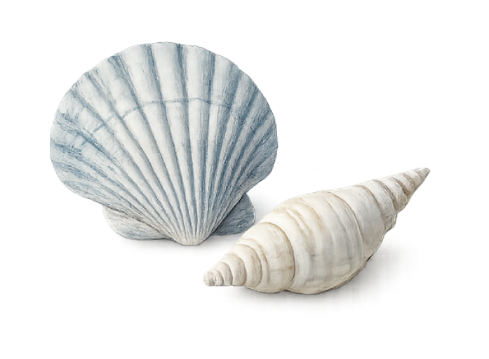 clam-1